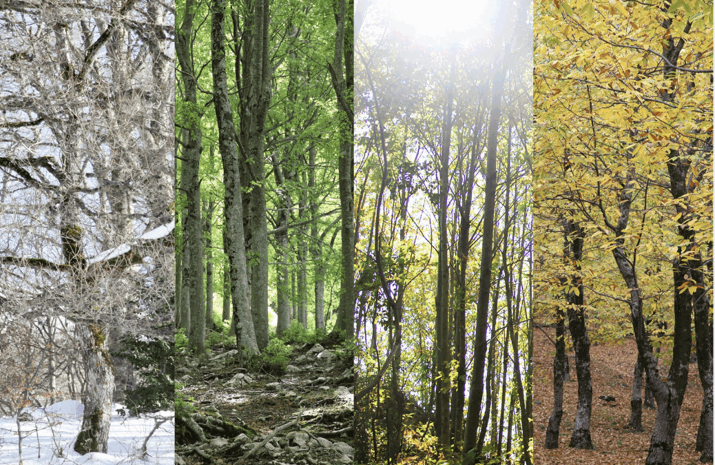 A forest showing all four seasons.