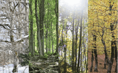 How the Seasons Can Impact Recovery